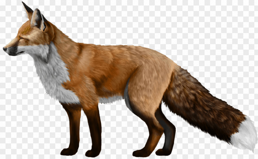 Fox Domesticated Red Silver PNG