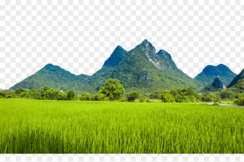 Mountain Paddy Fields Conghua District Farm Agriculture Rural Tourism Crop PNG