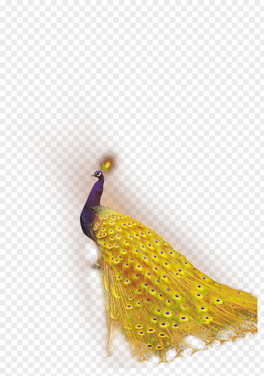 Pretty Peacock Bird Peafowl Feather Template PNG