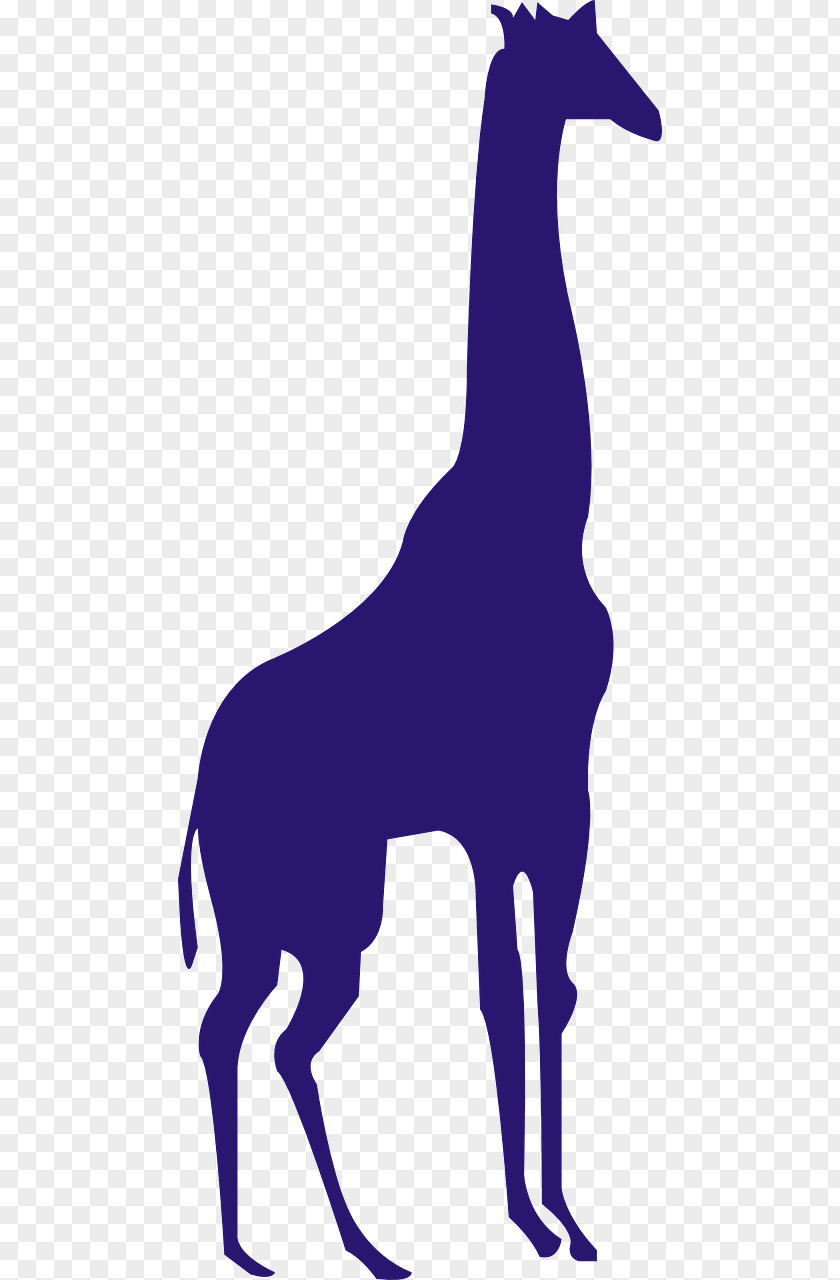 African Animal Northern Giraffe PNG