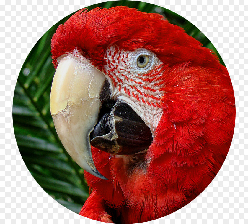 Arara Macaw Loriini Beak Close-up PNG