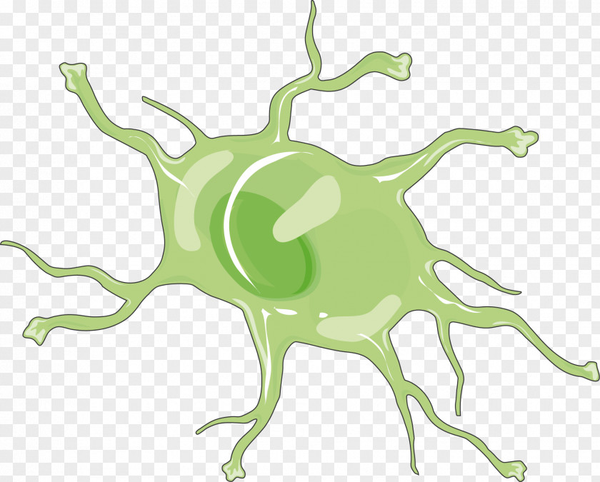 Astrocyte Medicine Neurology Clip Art PNG