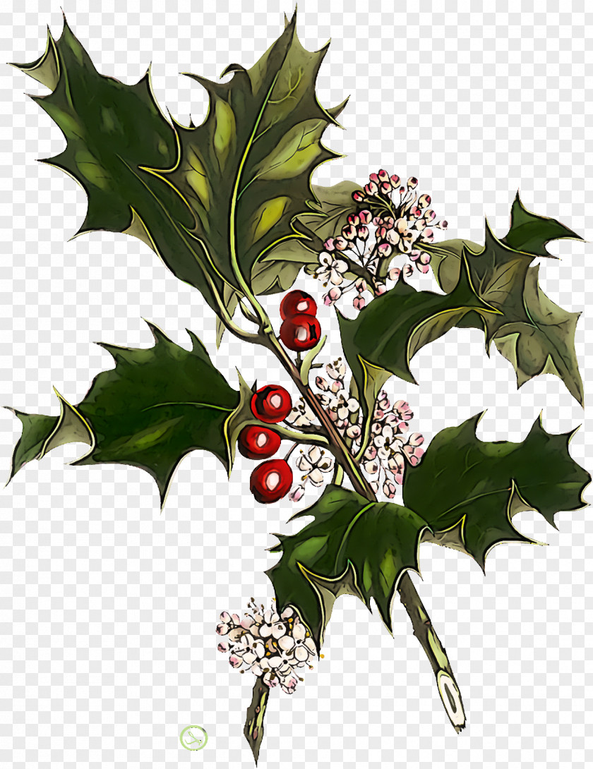 Christmas Holly Ilex PNG