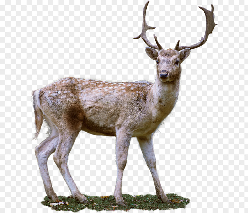 Deer Roe Clip Art PNG