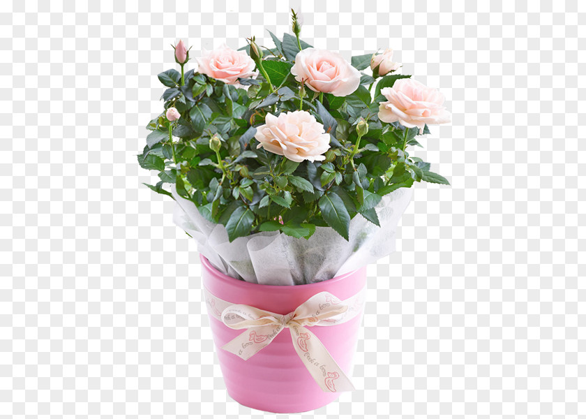 Flower Garden Roses Cabbage Rose Pink Flowerpot Cut Flowers PNG
