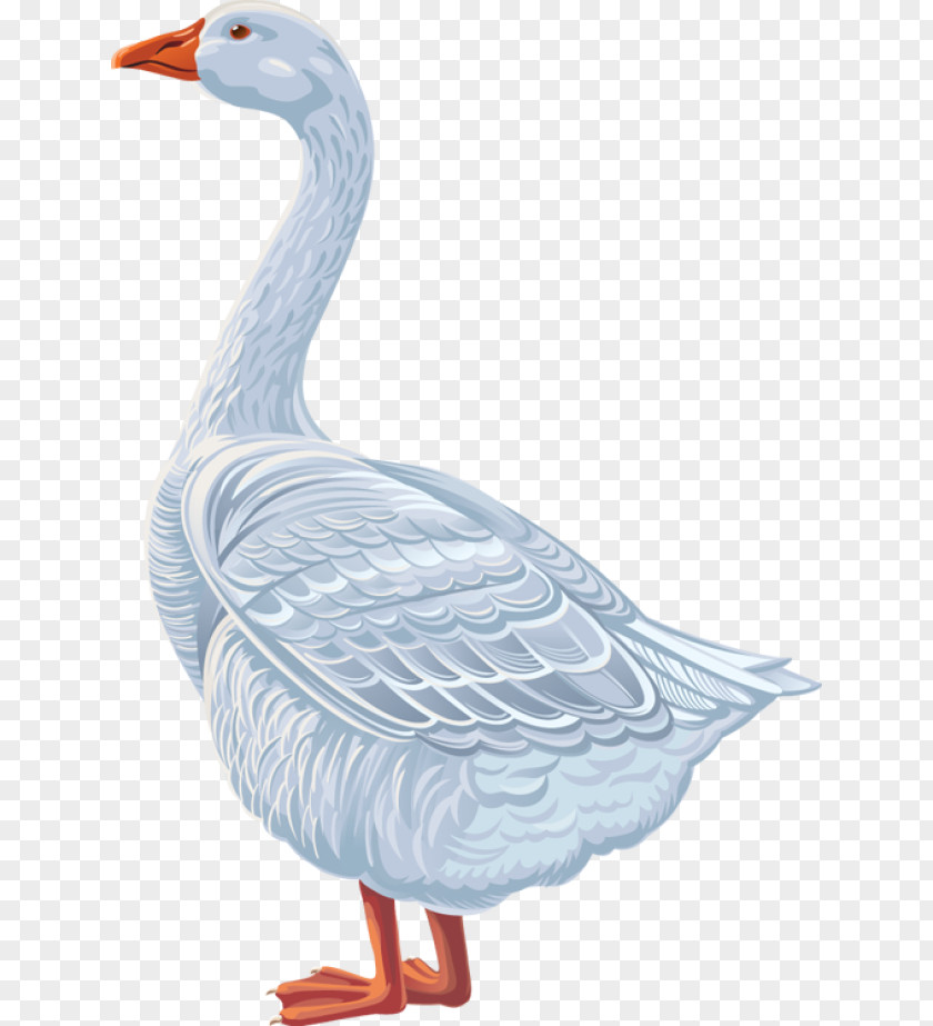 Goose Duck Cygnini Anatidae Clip Art PNG