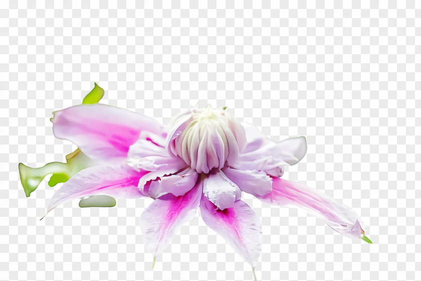 Wildflower Cut Flowers Flower Pink Petal Plant Violet PNG
