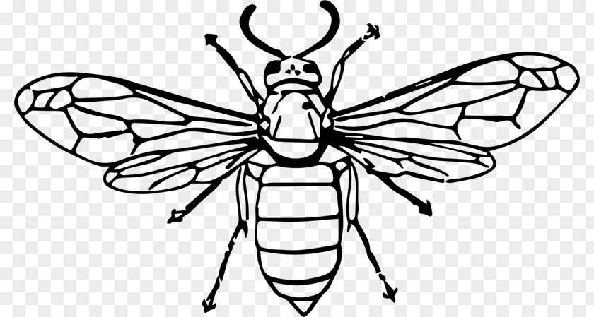 Bee Drawing Hornet Vector Graphics Wasp Illustration PNG