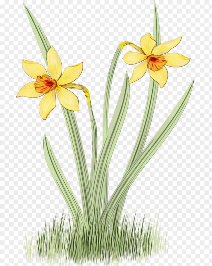 Flower Plant Yellow Narcissus Petal PNG