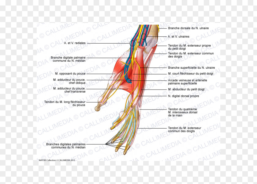 Hand Finger Nerve Muscles Of The PNG