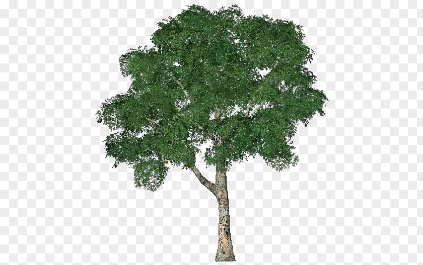 Plantain Tree 3D Computer Graphics Modeling Hawthorn PNG