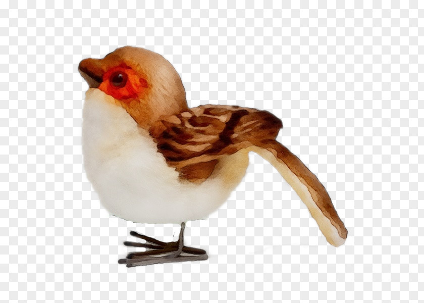 Rooster Chicken Bird Beak PNG