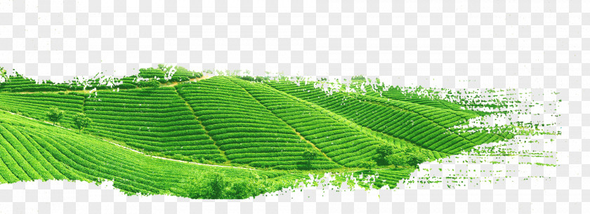 Tea Garden Green Yum Cha White PNG