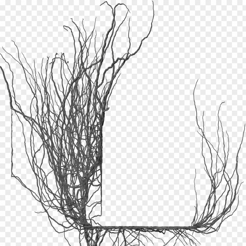 Tree Door Branch Picture Frame DeviantArt PNG