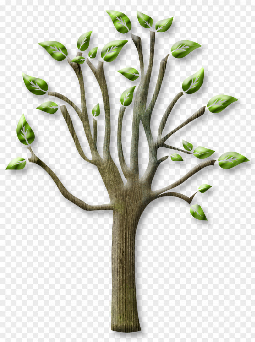 Trees Tree Branch PNG