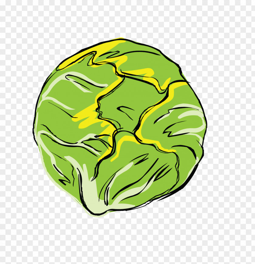 Cabbage Vegetable PNG