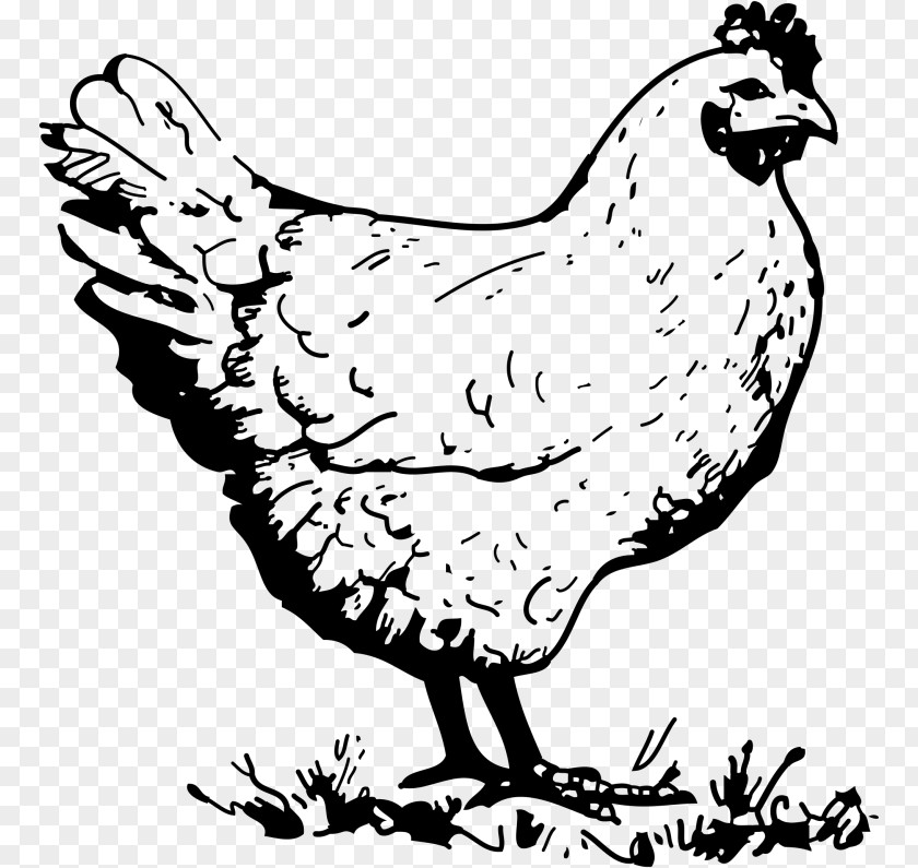 Chickens Wyandotte Chicken Dorking Hen Rooster Clip Art PNG