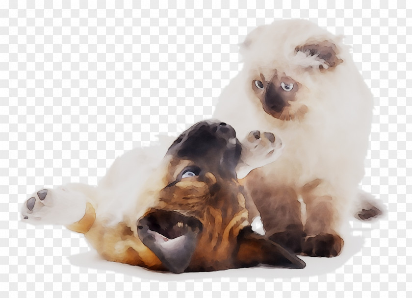 Dog Snout Whiskers Birman Animal PNG