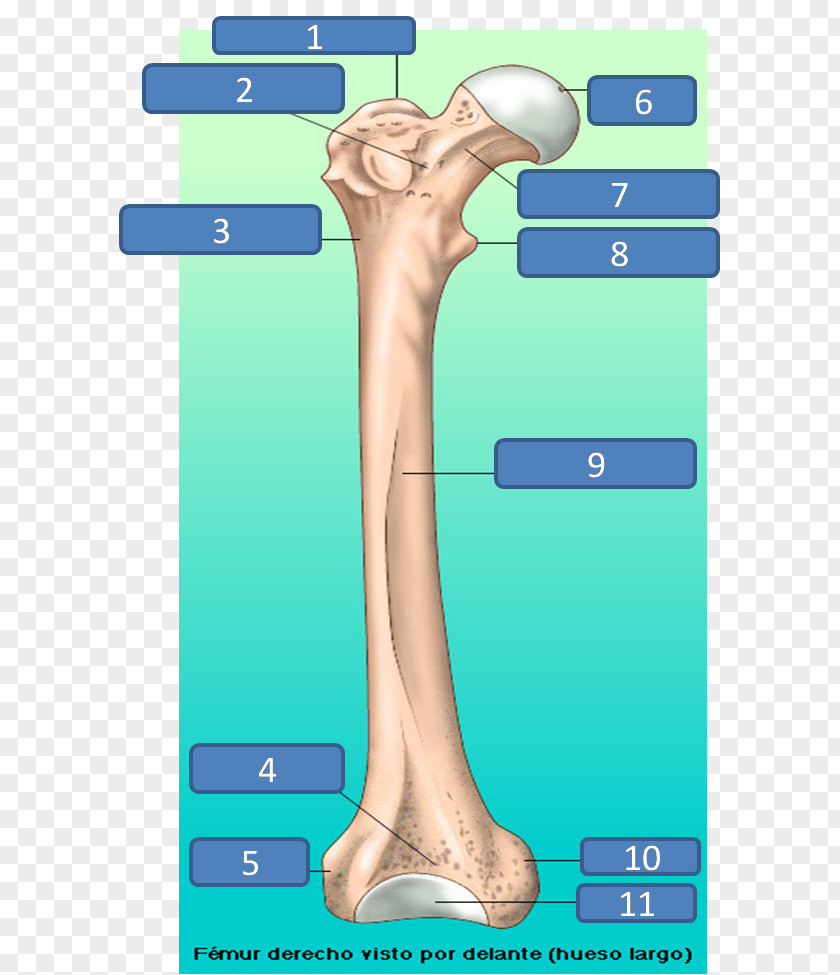 Femur Thumb Structure Bone Linea Aspera PNG