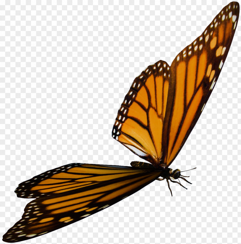 Fluttering Butterflies Monarch Butterfly Insect Nymphalidae Pollinator PNG