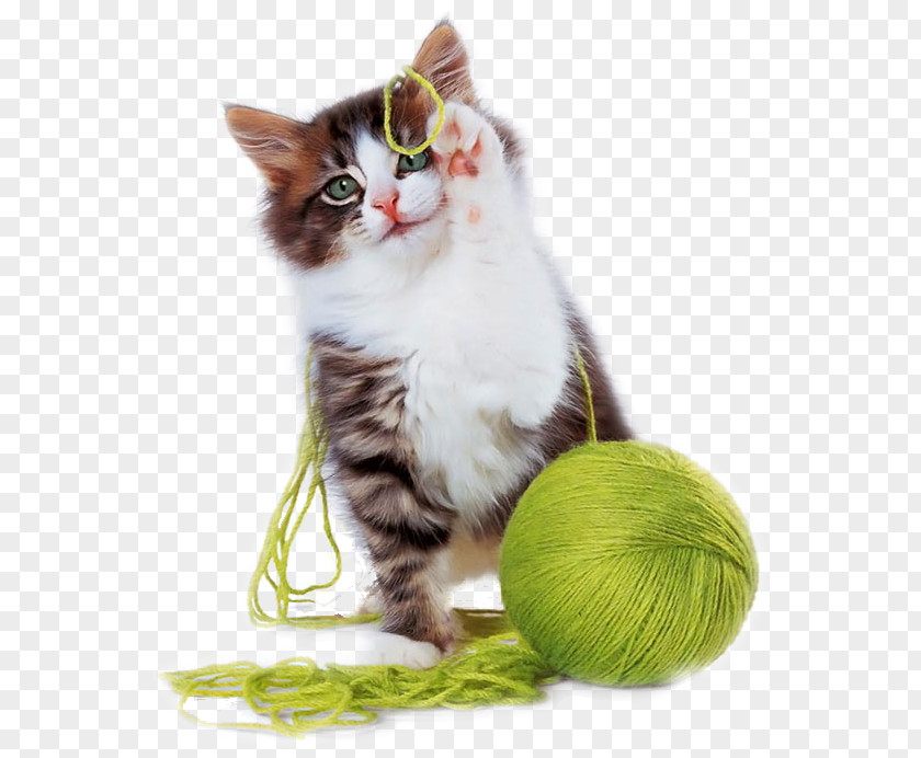 Kitten Cat Play And Toys Cuteness Puppy PNG