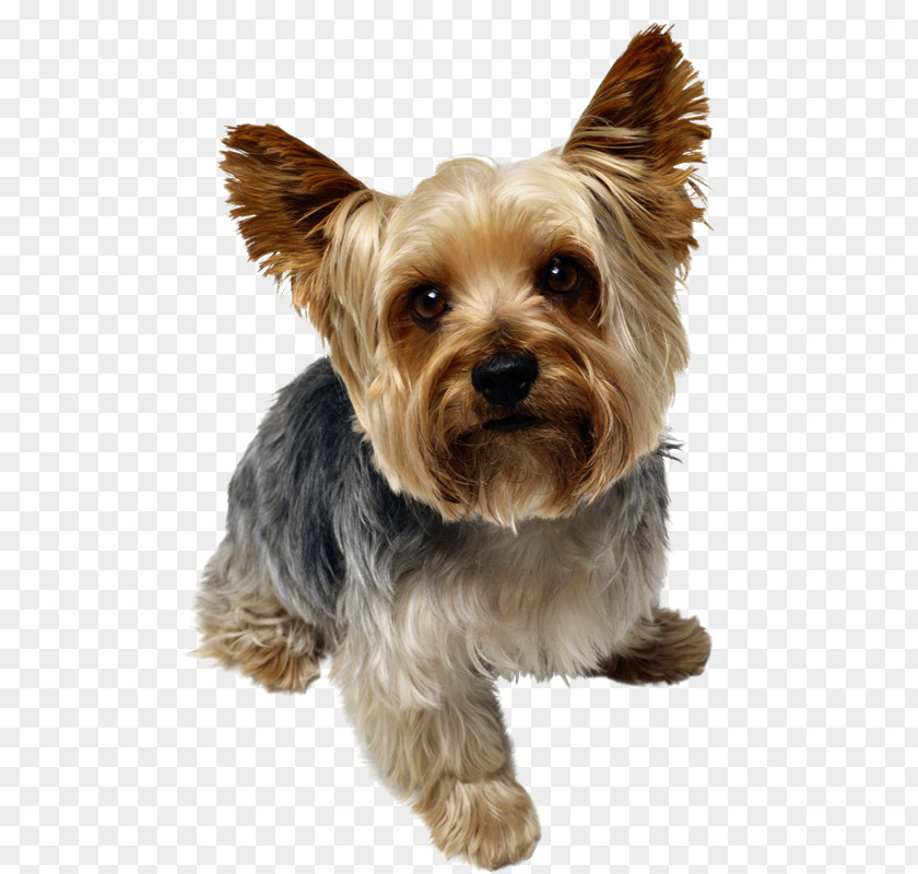 Puppy Yorkshire Terrier Yorkipoo Poodle Dog Breed PNG
