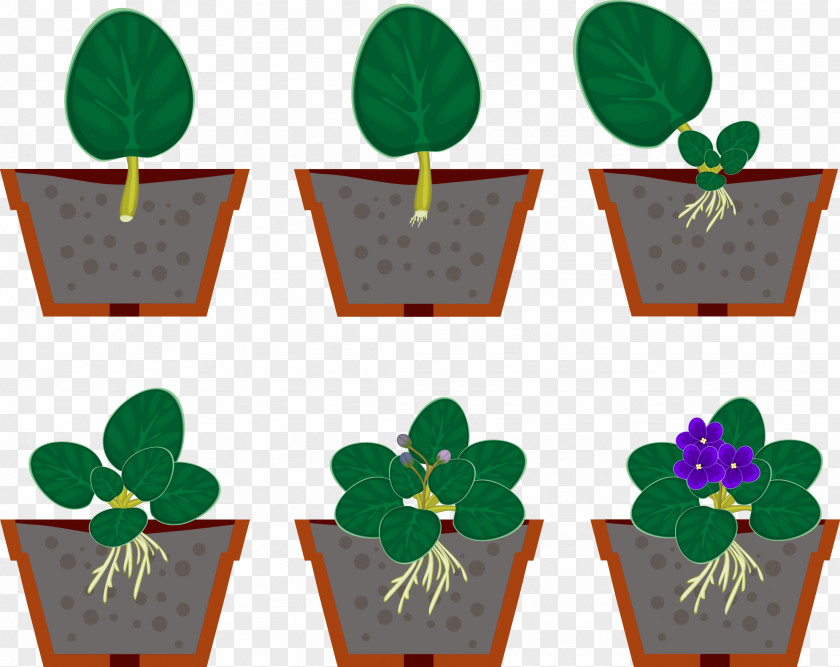 Reproductive Vegetative Reproduction African Violet Vector Graphics Houseplant PNG