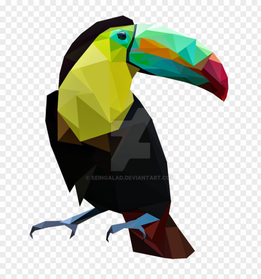 Toucan Bird Parrot Painting Art PNG