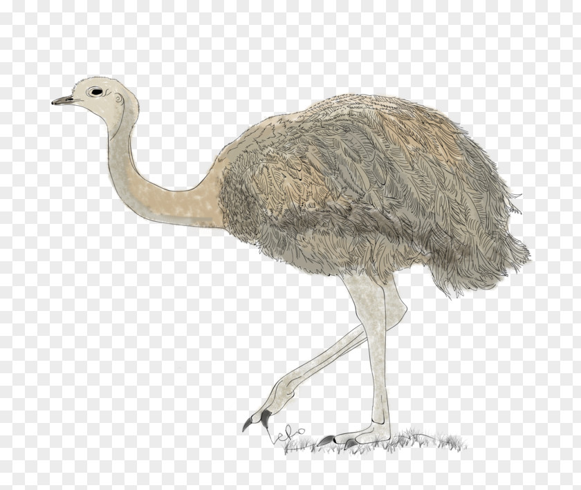 Mininos Common Ostrich Emu Terrestrial Animal Beak PNG