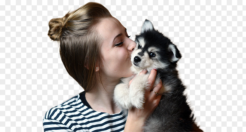 Pomsky Puppies Dog Breed Puppy Companion Skin PNG