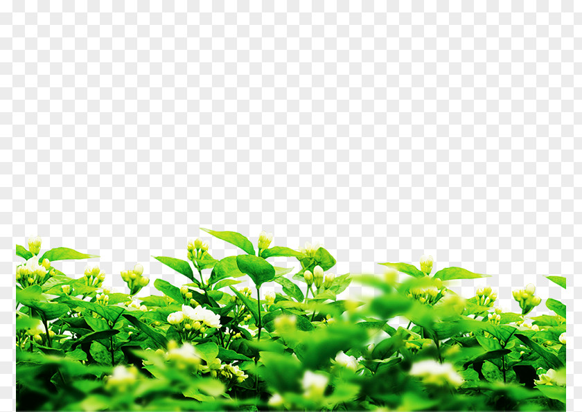 Spring Planting Green Microsoft PowerPoint Image File Formats Plants PNG