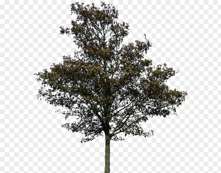 Trees Tree Rendering PNG