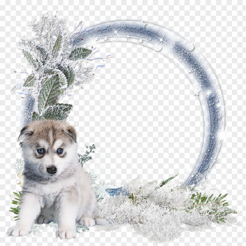 Winters Siberian Husky Alaskan Malamute Winter Cluster Sakhalin Saarloos Wolfdog PNG
