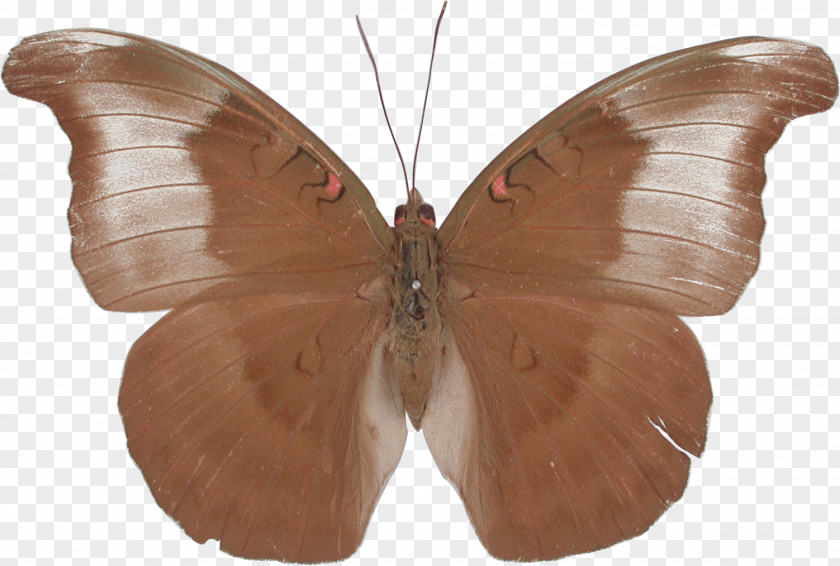 Butterfly Brush-footed Butterflies Banded Marquis Barons Euthalia Alpheda PNG