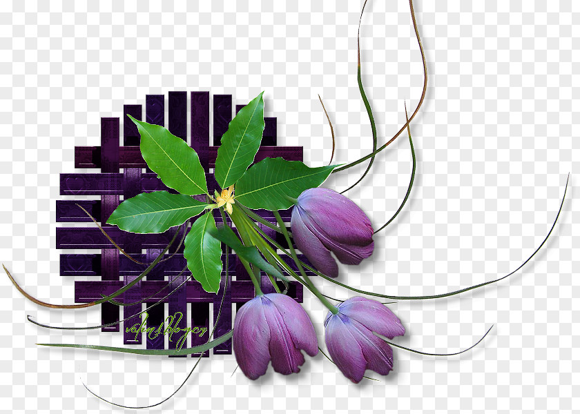 Flower Floral Design Cut Flowers Web Browser PNG