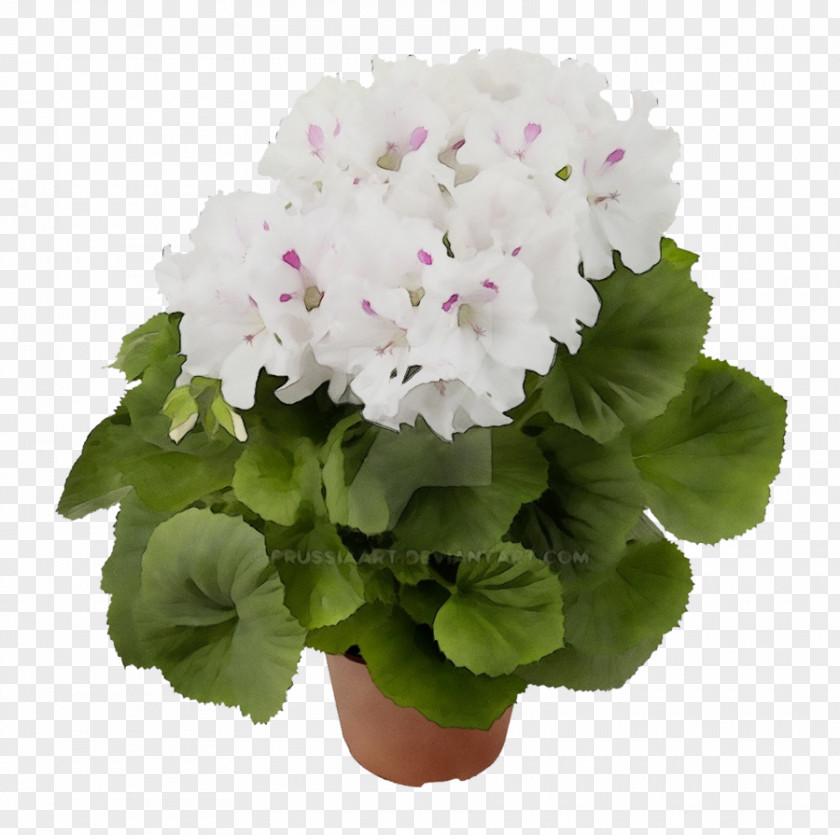 Impatiens Herbaceous Plant Flower Flowering Petal Primula PNG