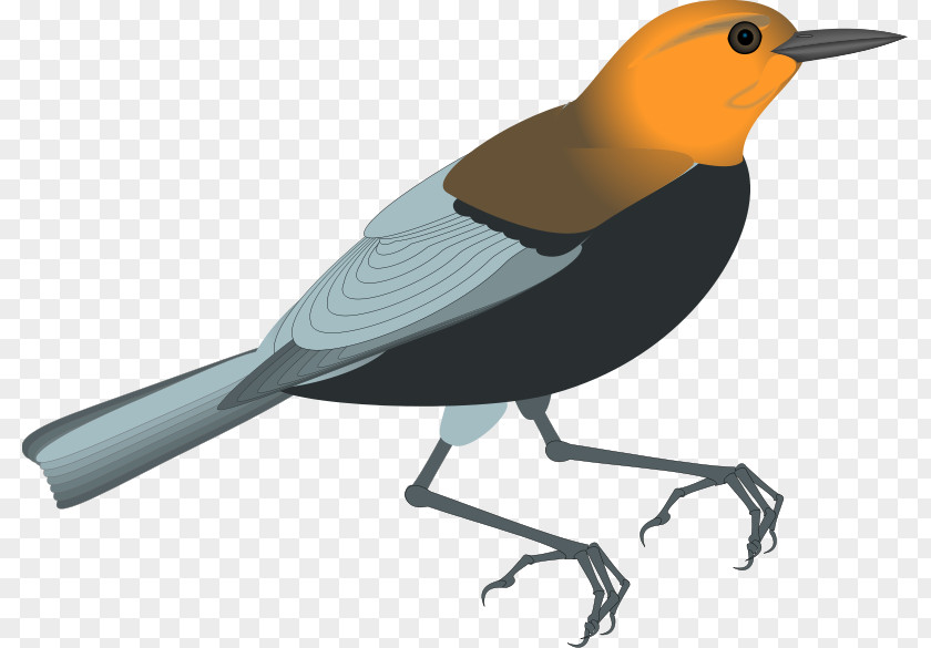 Parrot Vector European Robin Clip Art PNG