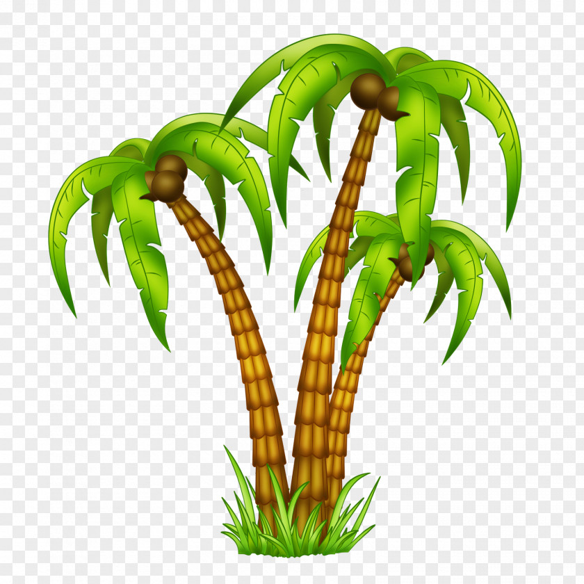 Pirate Drawing Tropics Arecaceae PNG