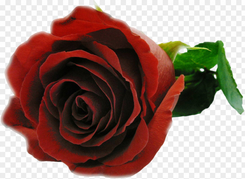 Red Rose Flower Bouquet Garden Roses Love E-card PNG