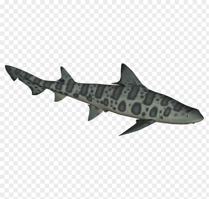 Requiem Sharks Leopard Shark School Cartilaginous Fishes Broadnose Sevengill PNG