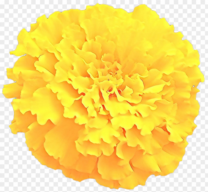 Clip Art Toran Image Flower PNG