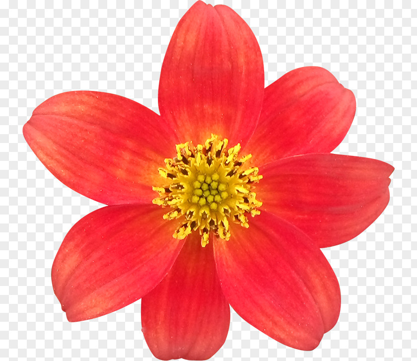 Flower Clipping Path Photography Royalty-free PNG