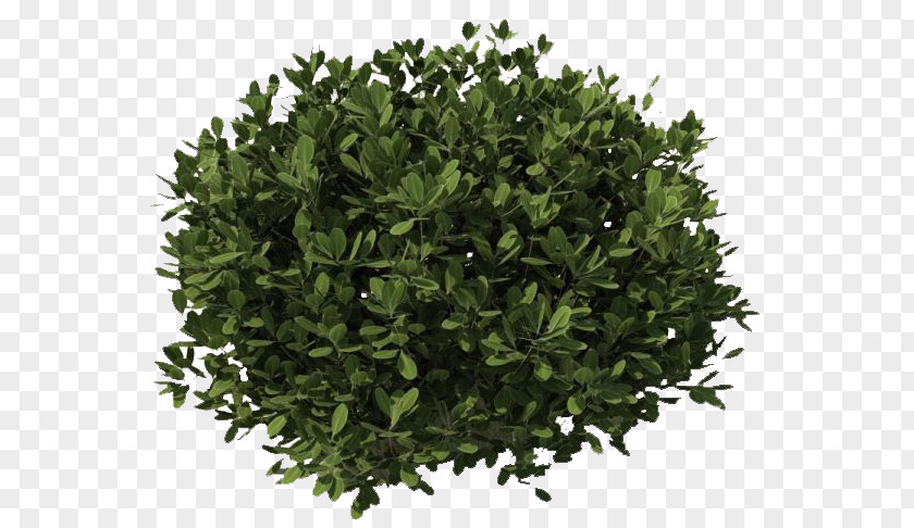 Landscape Green Shrub Clip Art PNG