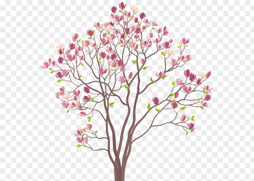 Magnolia Picture Material Royalty-free Drawing PNG