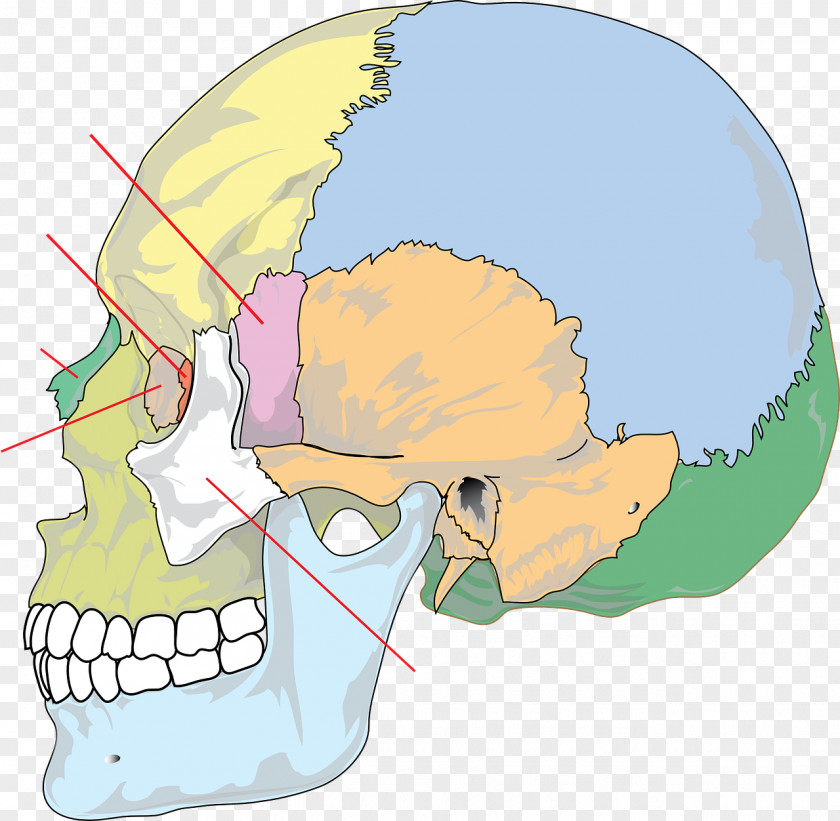 Skull Bone Anatomy Human Skeleton Body PNG