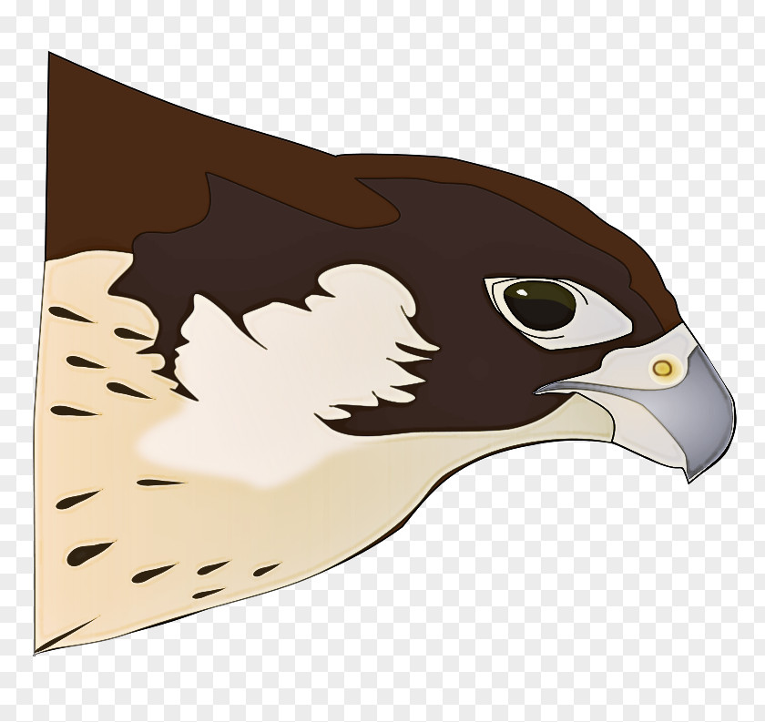 Bird Peregrine Falcon Eagle Hawk Of Prey PNG