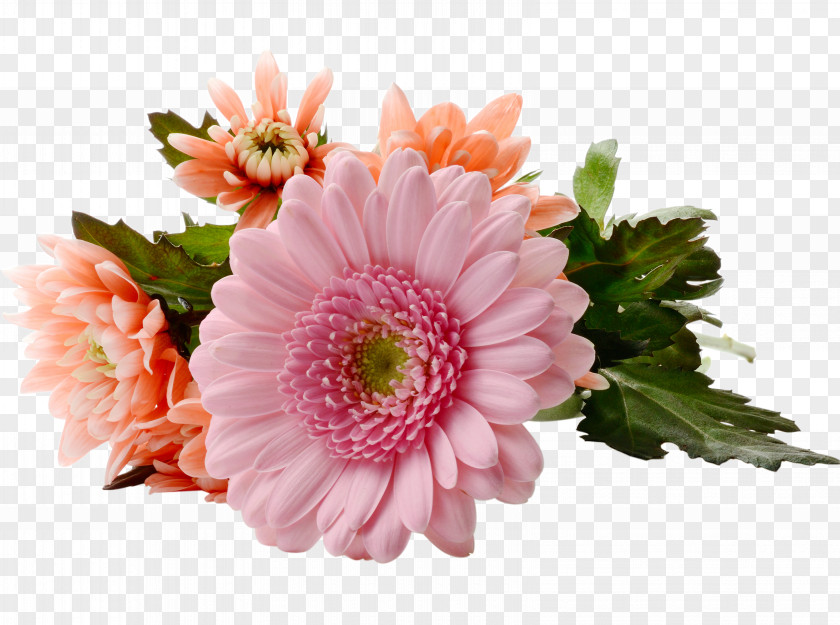 Chrysanthemum Gerbera Flowering Tea Mothers Day PNG