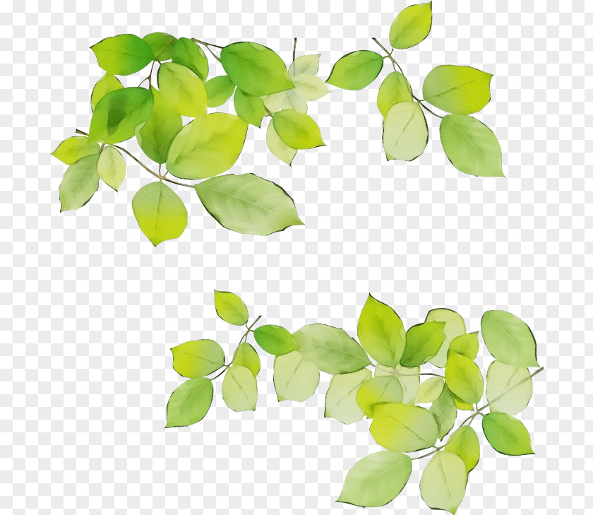 Houseplant Flowering Plant Autumn Tree Branch PNG