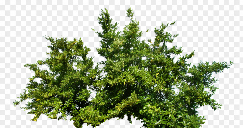 Plant Shrub PNG