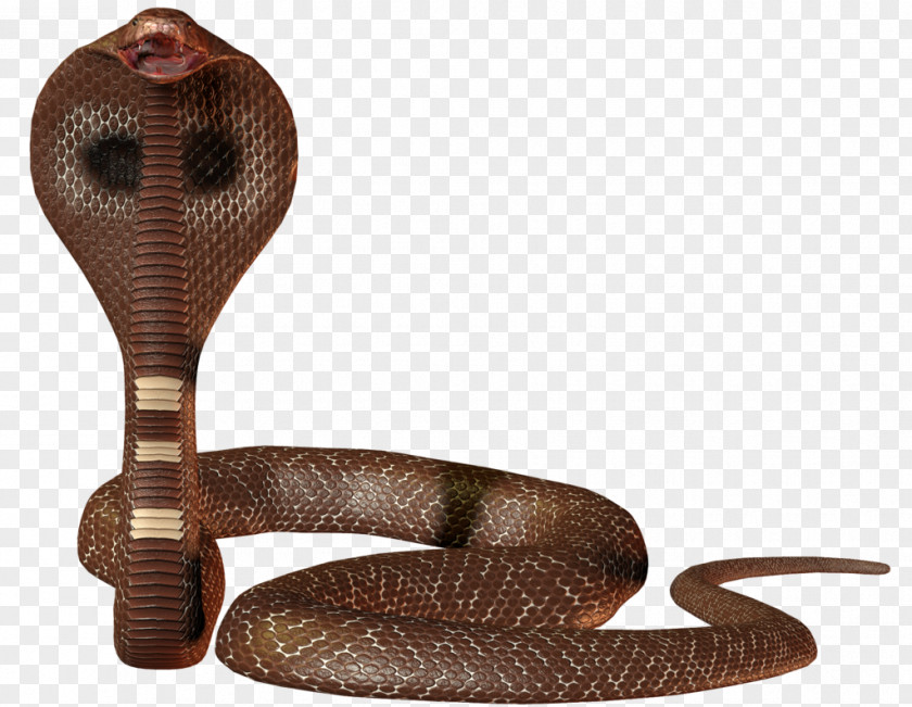 Snake Python Computer Programming Linux PNG